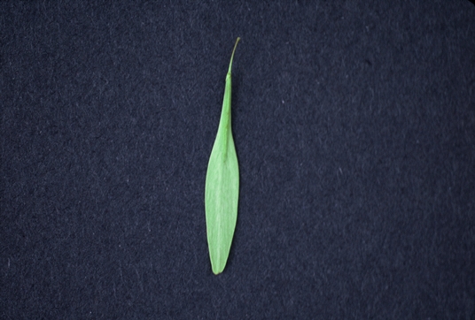 {Fraxinus pennsylvanica}